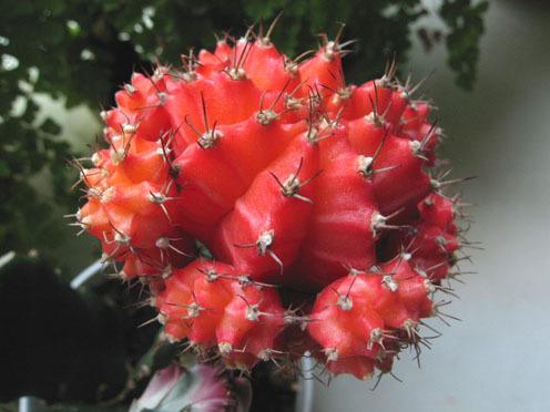 緋牡丹怎么養(yǎng)？緋牡丹爛了部分怎么辦？【圖】