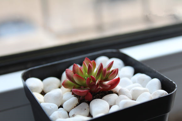 紅稚兒怎么養(yǎng)？紅稚兒是醉夕陽嗎？【圖】