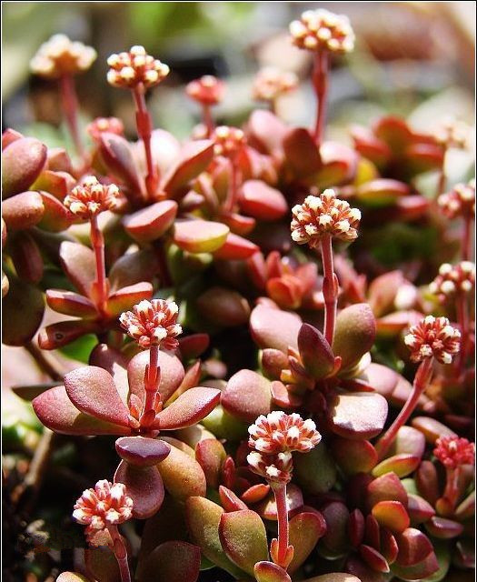 紅稚兒怎么養(yǎng)？紅稚兒是醉夕陽嗎？【圖】