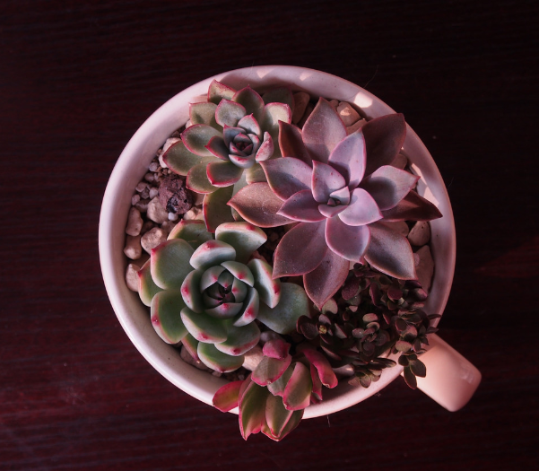 紅稚兒怎么養(yǎng)？紅稚兒是醉夕陽嗎？【圖】