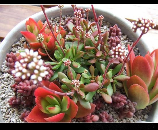 紅稚兒怎么養(yǎng)？紅稚兒是醉夕陽嗎？【圖】