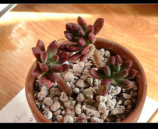 紅稚兒怎么養(yǎng)？紅稚兒是醉夕陽嗎？【圖】