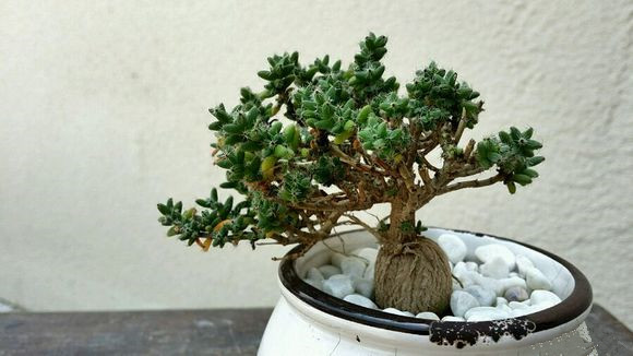 姬紅小松怎么養(yǎng)?姬紅小松的養(yǎng)殖方法?【圖】