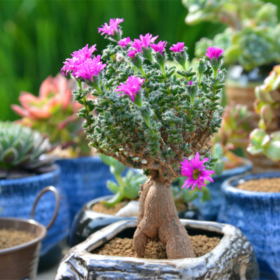 姬紅小松怎么養(yǎng)?姬紅小松的養(yǎng)殖方法?【圖】