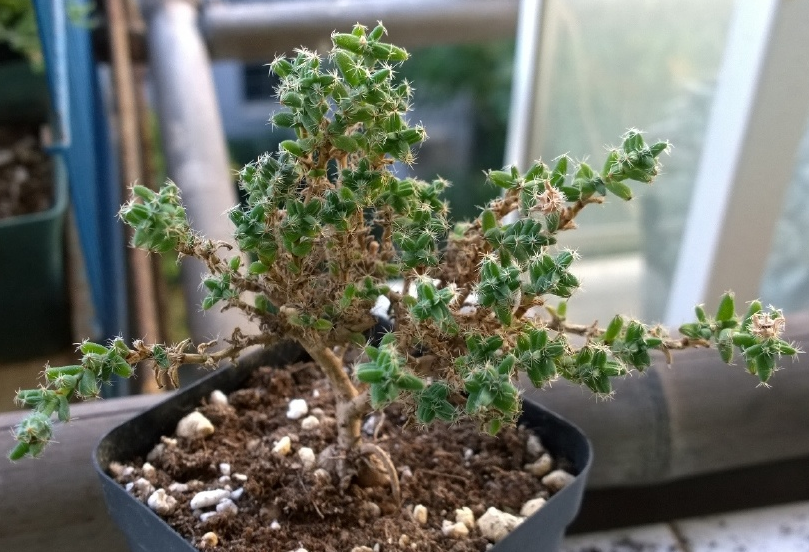 姬紅小松怎么養(yǎng)?姬紅小松的養(yǎng)殖方法?【圖】