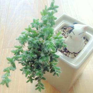 姬紅小松怎么養(yǎng)?姬紅小松的養(yǎng)殖方法?【圖】