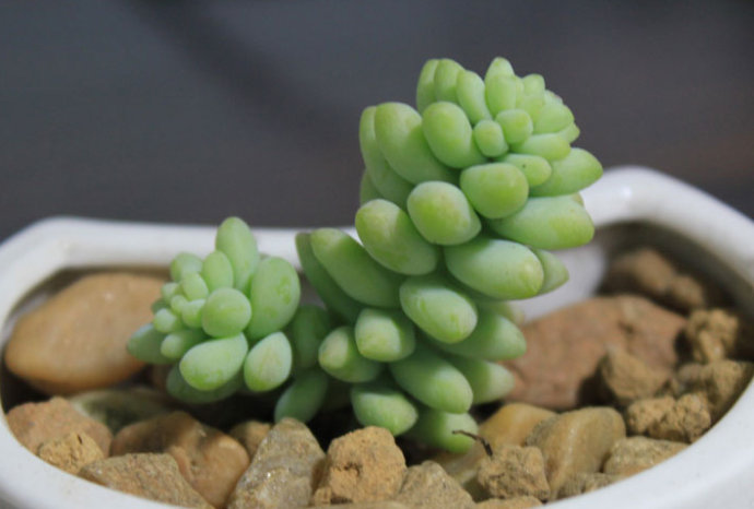 新玉綴怎么養(yǎng)?新玉綴的養(yǎng)殖方法?【圖】