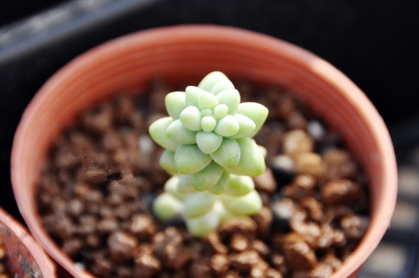 新玉綴怎么養(yǎng)?新玉綴的養(yǎng)殖方法?【圖】