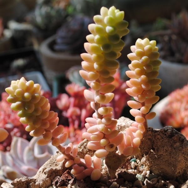 新玉綴怎么養(yǎng)?新玉綴的養(yǎng)殖方法?【圖】