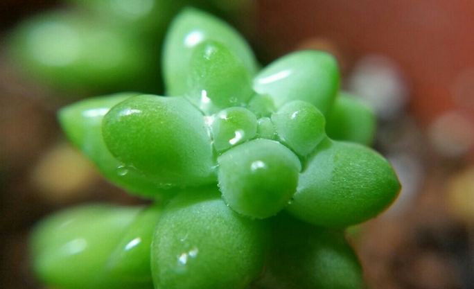 新玉綴怎么養(yǎng)?新玉綴的養(yǎng)殖方法?【圖】