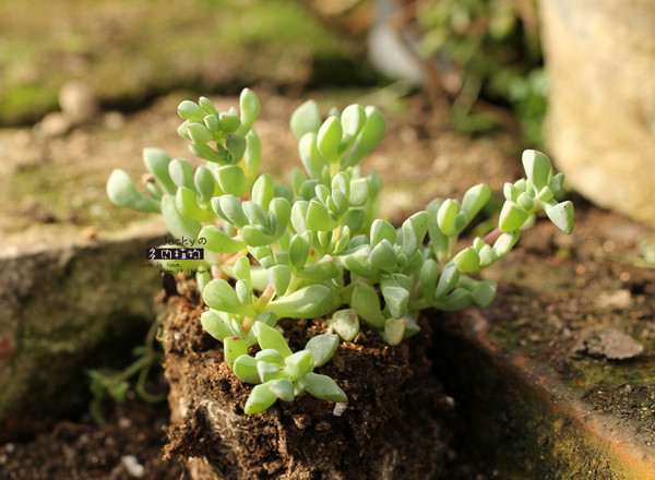 白鳳菊怎么養(yǎng)?白鳳菊的養(yǎng)殖方法?【圖】