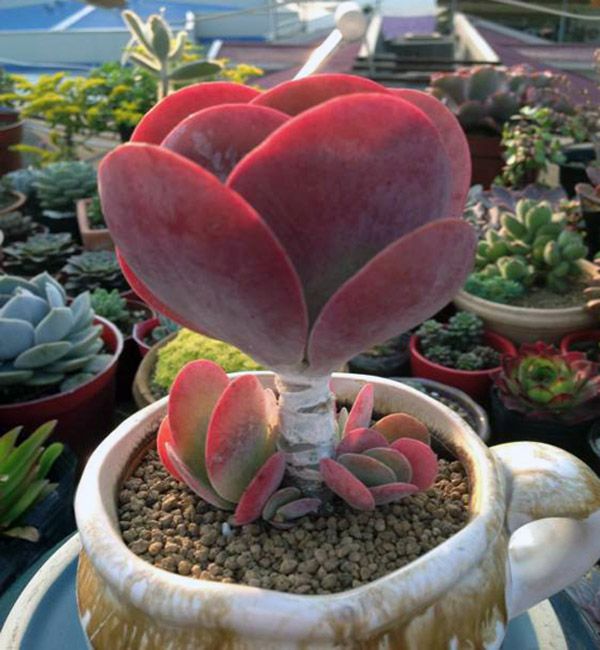 唐印怎么養(yǎng)?唐印的養(yǎng)殖方法?【圖】