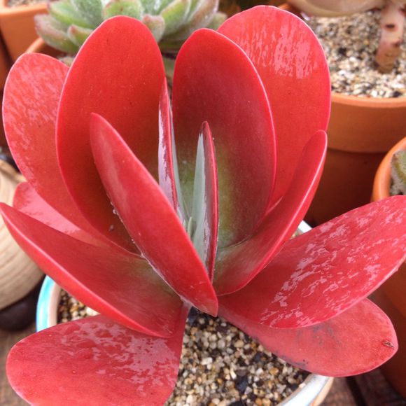 唐印怎么養(yǎng)?唐印的養(yǎng)殖方法?【圖】