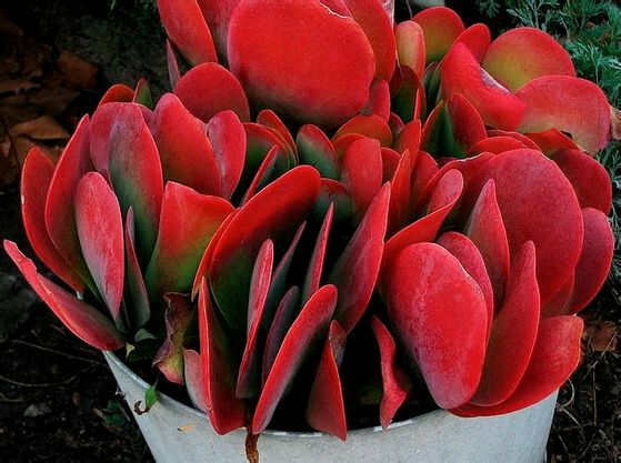 唐印怎么養(yǎng)?唐印的養(yǎng)殖方法?【圖】