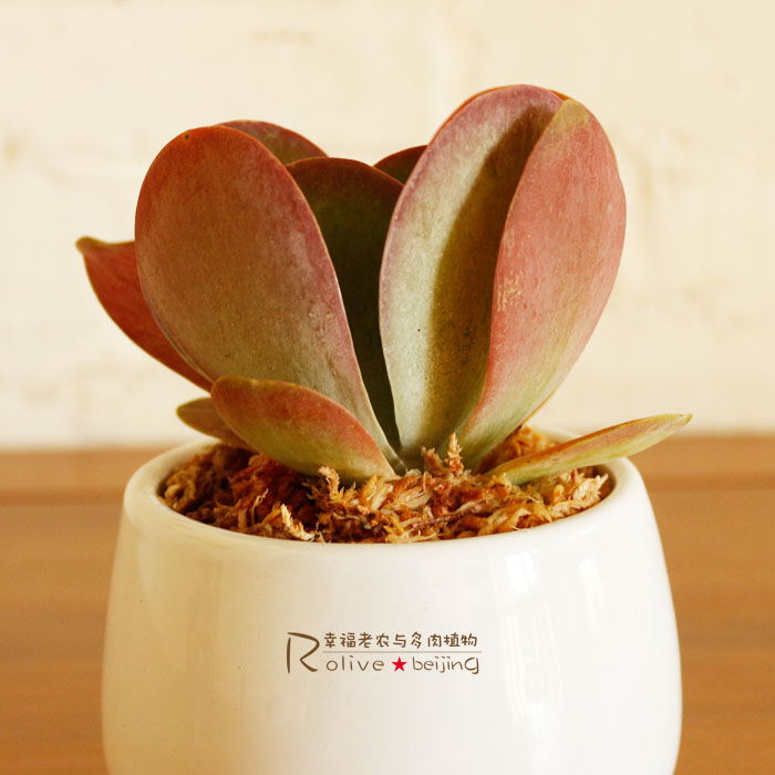 唐印怎么養(yǎng)?唐印的養(yǎng)殖方法?【圖】