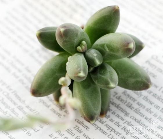 千代田之松怎么養(yǎng)?千代田之松怎么繁殖?【圖】