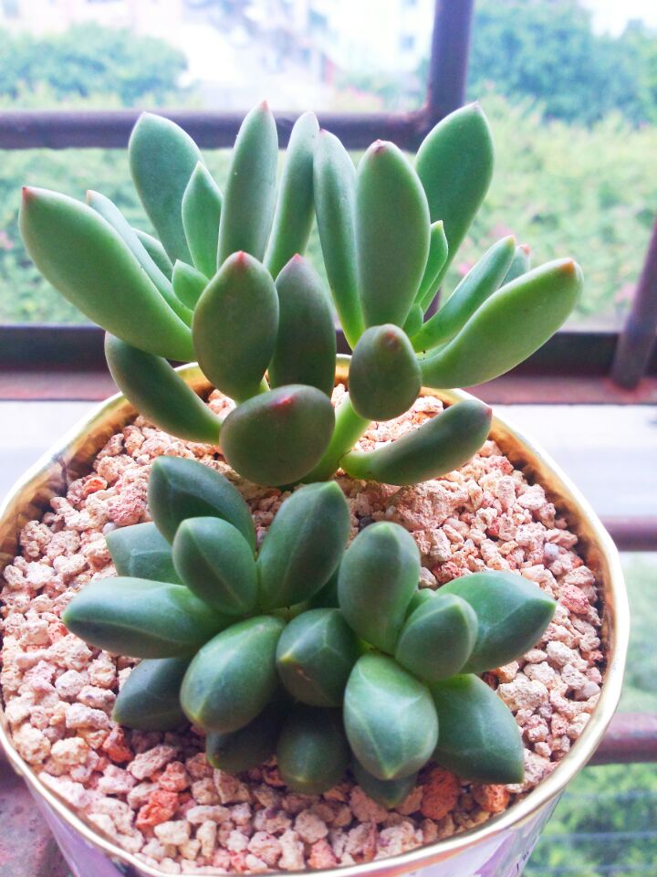 千代田之松怎么養(yǎng)?千代田之松怎么繁殖?【圖】