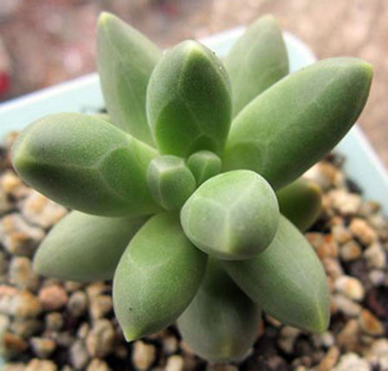 千代田之松怎么養(yǎng)?千代田之松怎么繁殖?【圖】