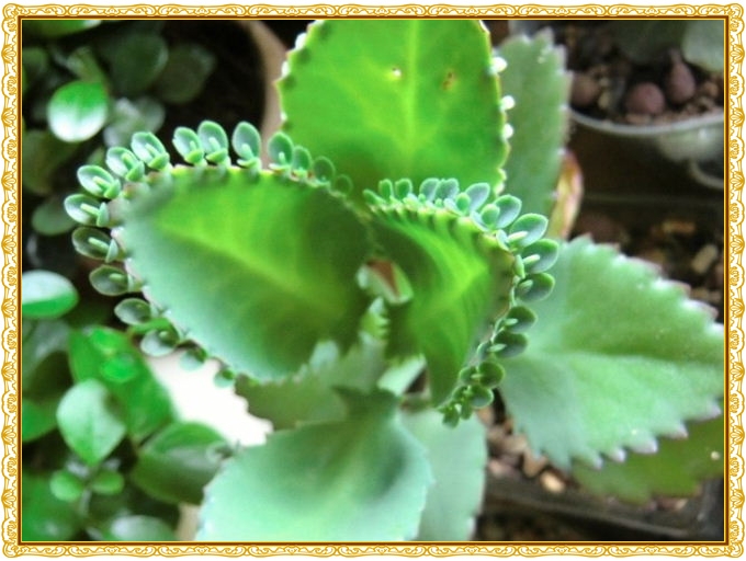 大葉落地生根的養(yǎng)殖方法?大葉落地生根幾年開(kāi)花?【圖】