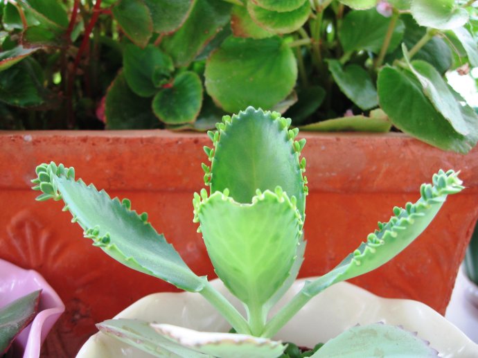 大葉落地生根的養(yǎng)殖方法?大葉落地生根幾年開(kāi)花?【圖】