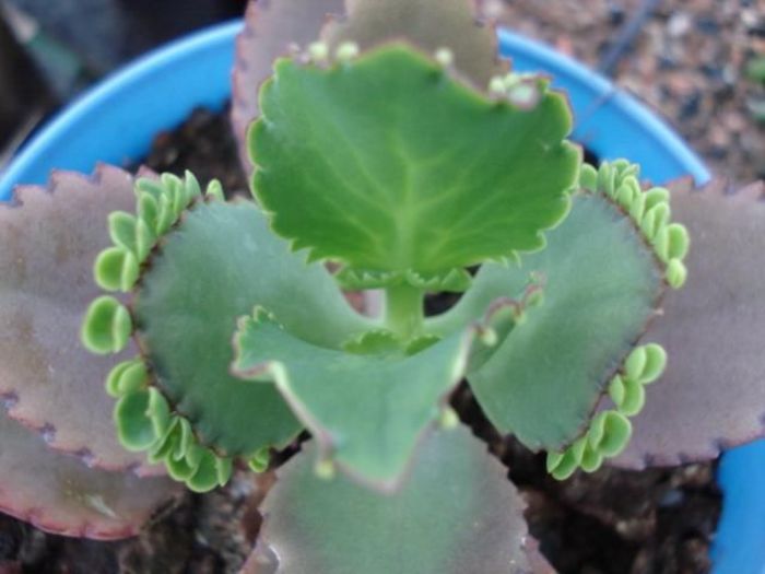 大葉落地生根的養(yǎng)殖方法?大葉落地生根幾年開(kāi)花?【圖】