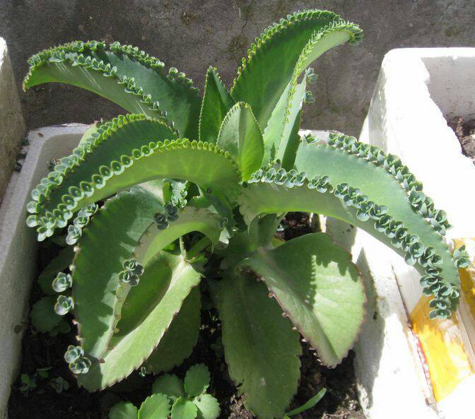 大葉落地生根的養(yǎng)殖方法?大葉落地生根幾年開(kāi)花?【圖】