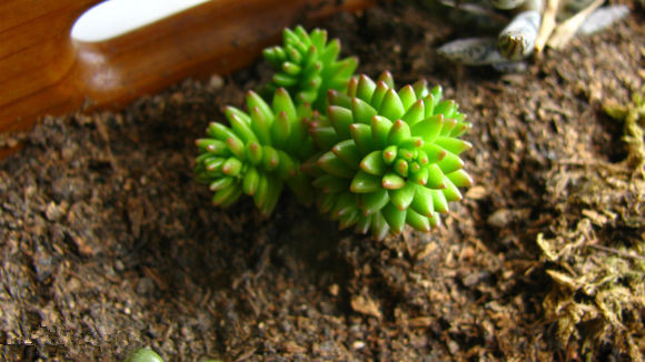 白花小松怎么養(yǎng)?白花小松怎么扦插?【圖】