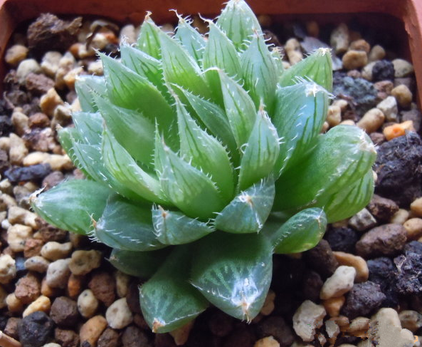 三角琉璃蓮怎么養(yǎng)?三角琉璃蓮怎么悶養(yǎng)?【圖】