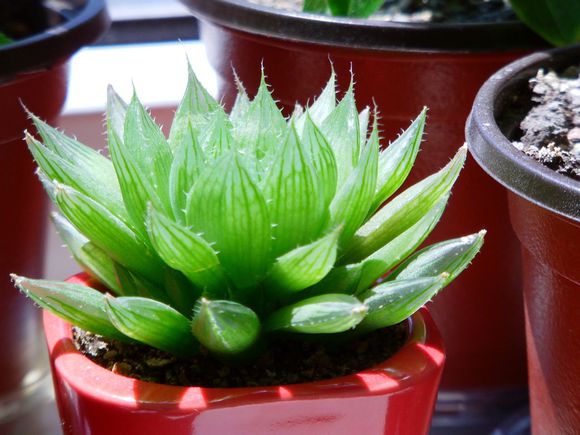 三角琉璃蓮怎么養(yǎng)?三角琉璃蓮怎么悶養(yǎng)?【圖】