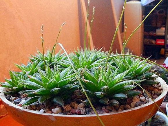 三角琉璃蓮怎么養(yǎng)?三角琉璃蓮怎么悶養(yǎng)?【圖】