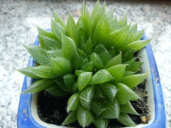 三角琉璃蓮怎么養(yǎng)?三角琉璃蓮怎么悶養(yǎng)?【圖】