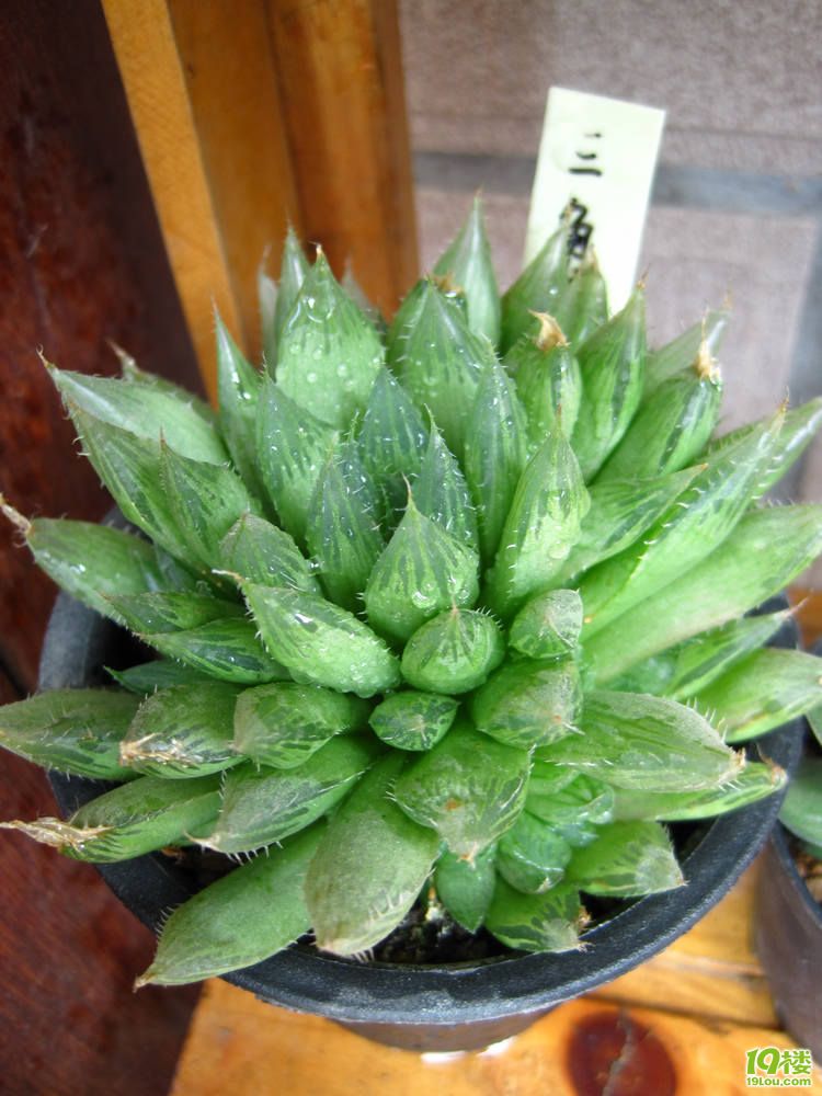 三角琉璃蓮怎么養(yǎng)?三角琉璃蓮怎么悶養(yǎng)?【圖】