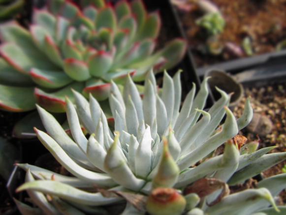 仙女杯怎么養(yǎng)?仙女杯為什么貴?【圖】