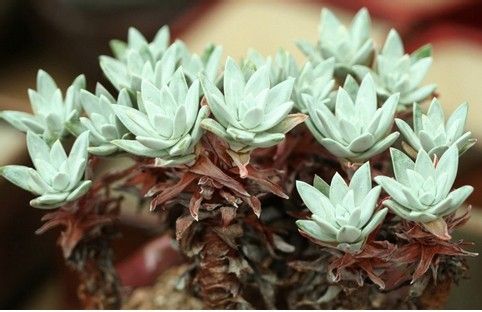 仙女杯怎么養(yǎng)?仙女杯為什么貴?【圖】