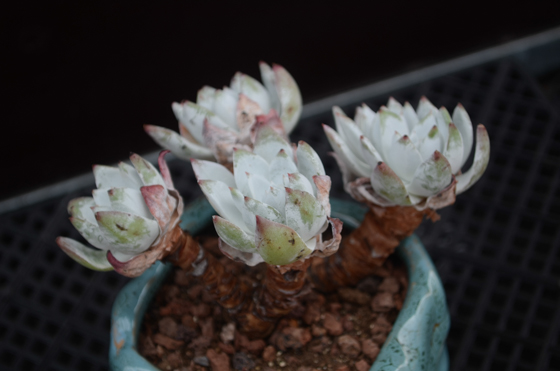 仙女杯怎么養(yǎng)?仙女杯為什么貴?【圖】