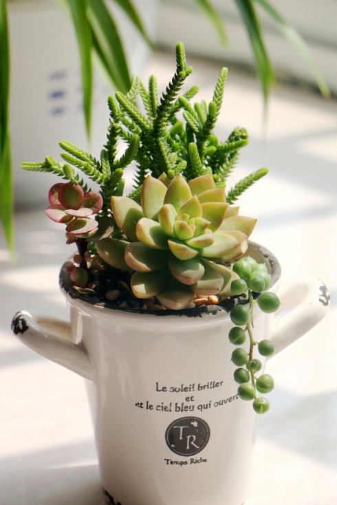 若綠的養(yǎng)殖方法?若綠與青鎖龍的區(qū)別?【圖】