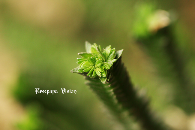 若綠的養(yǎng)殖方法?若綠與青鎖龍的區(qū)別?【圖】