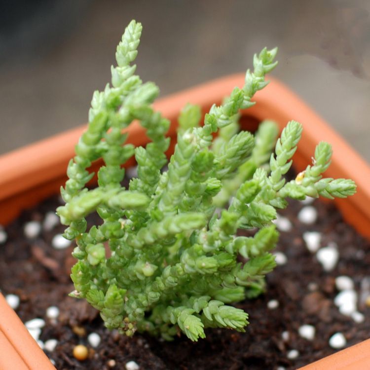 若綠的養(yǎng)殖方法?若綠與青鎖龍的區(qū)別?【圖】