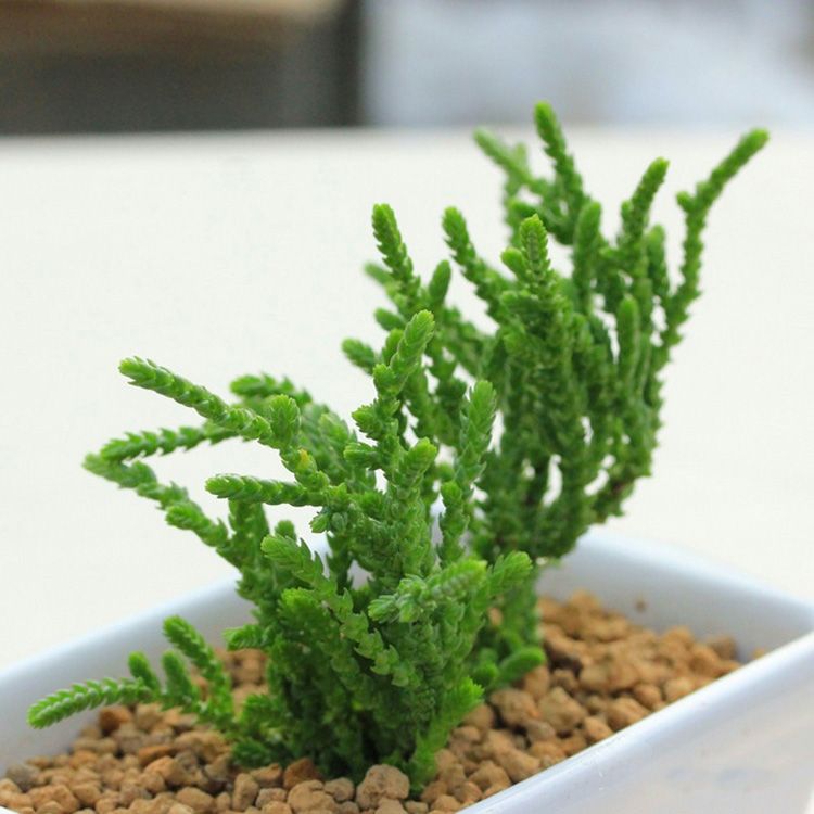 若綠的養(yǎng)殖方法?若綠與青鎖龍的區(qū)別?【圖】