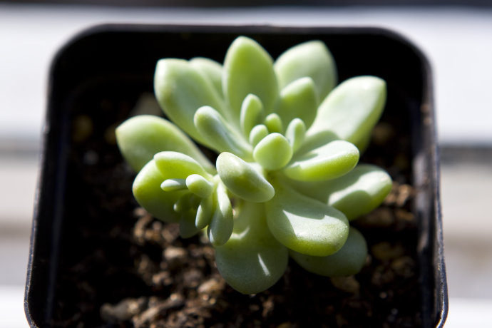 凝脂蓮怎么養(yǎng)?凝脂蓮和勞爾的區(qū)別?【圖】