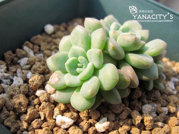 凝脂蓮怎么養(yǎng)?凝脂蓮和勞爾的區(qū)別?【圖】