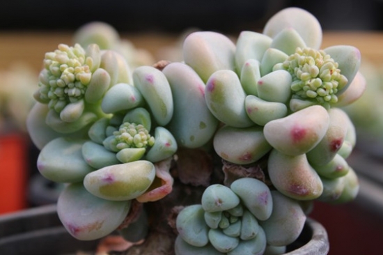 凝脂蓮怎么養(yǎng)?凝脂蓮和勞爾的區(qū)別?【圖】