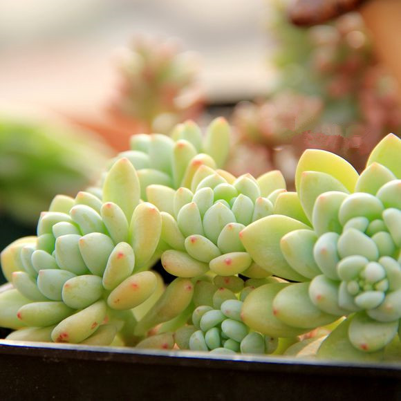 凝脂蓮怎么養(yǎng)?凝脂蓮和勞爾的區(qū)別?【圖】