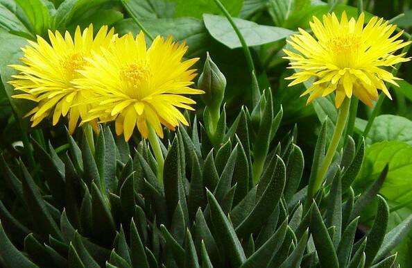 黃花照波的養(yǎng)殖方法?黃花照波的繁殖方法?【圖】