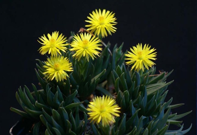 黃花照波的養(yǎng)殖方法?黃花照波的繁殖方法?【圖】