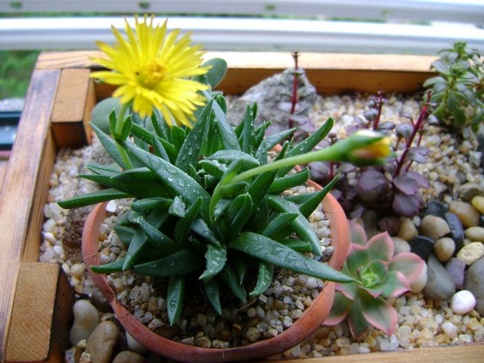 黃花照波的養(yǎng)殖方法?黃花照波的繁殖方法?【圖】