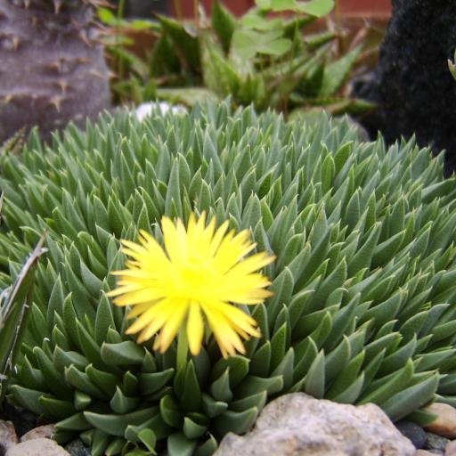 黃花照波的養(yǎng)殖方法?黃花照波的繁殖方法?【圖】