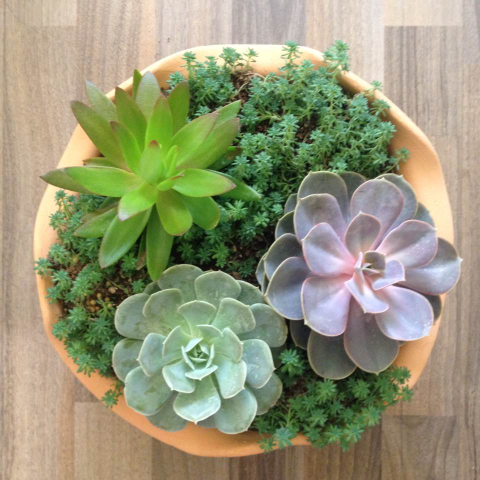 魯氏石蓮的養(yǎng)殖方法?魯氏石蓮和粉魯氏區(qū)別?【圖】