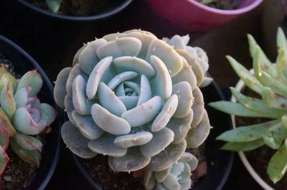 魯氏石蓮的養(yǎng)殖方法?魯氏石蓮和粉魯氏區(qū)別?【圖】