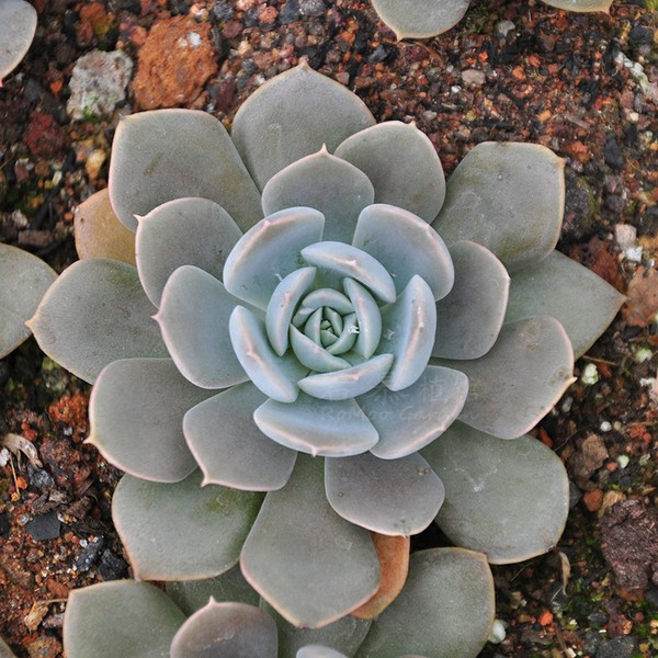 魯氏石蓮的養(yǎng)殖方法?魯氏石蓮和粉魯氏區(qū)別?【圖】